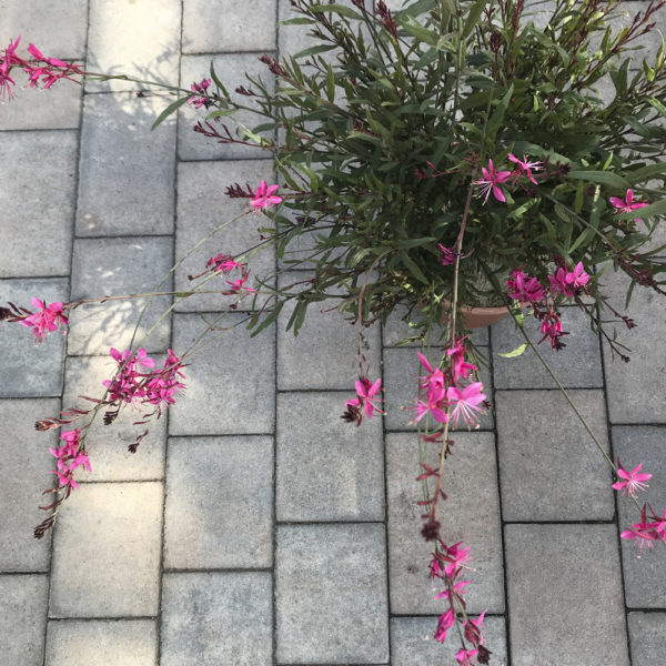 GAURA LINDHEIMERI - Imagen 2