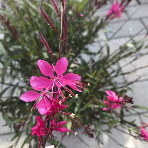 GAURA LINDHEIMERI - Imagen 3