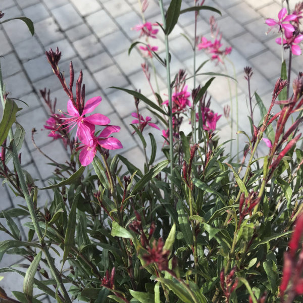 GAURA LINDHEIMERI