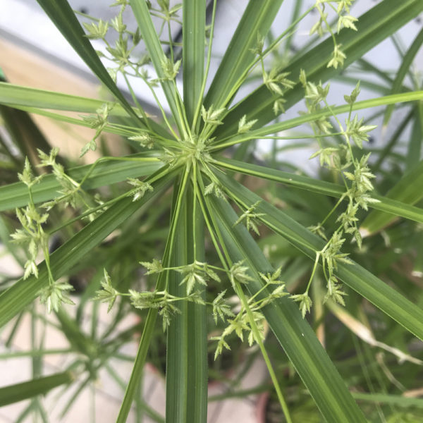 PAPYRUS CYPERUS - Imagen 3