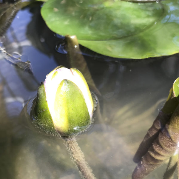 NENUFAR NYMPHAEA - Imagen 4