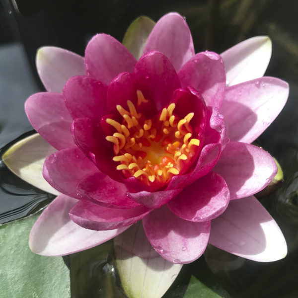 NENUFAR NYMPHAEA - Imagen 3