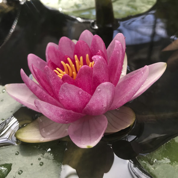 NENUFAR NYMPHAEA