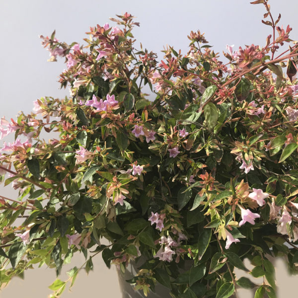ABELIA X G. "EDWARD GOUCHER"
