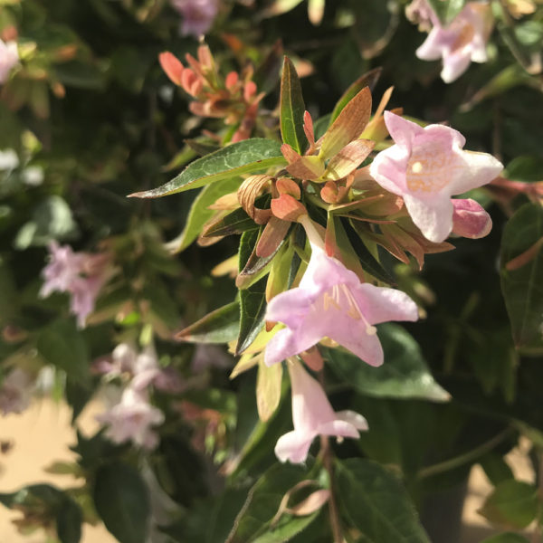 ABELIA X G. "EDWARD GOUCHER" - Imagen 2