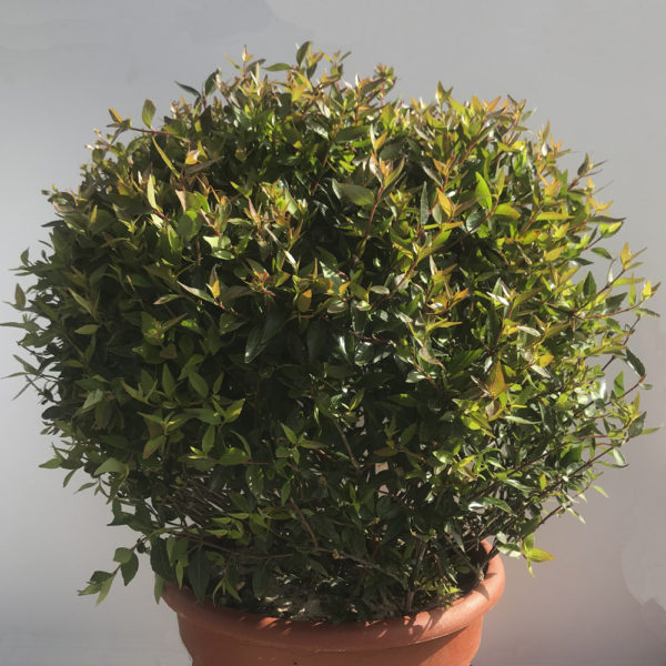 ABELIA COMPACTA BOLA