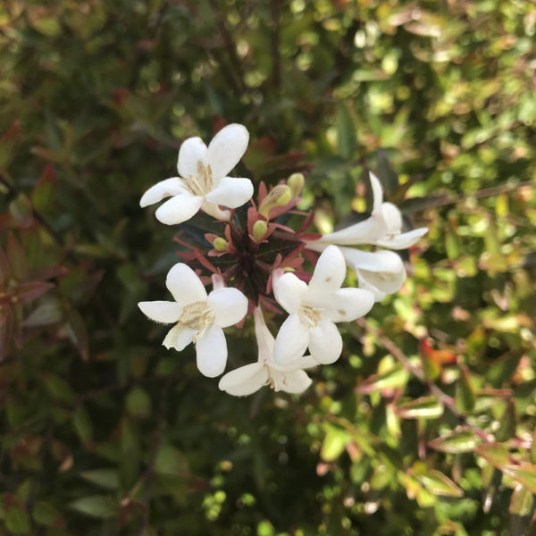 ABELIA X G. "COMPACTA" BOLA - Imagen 2