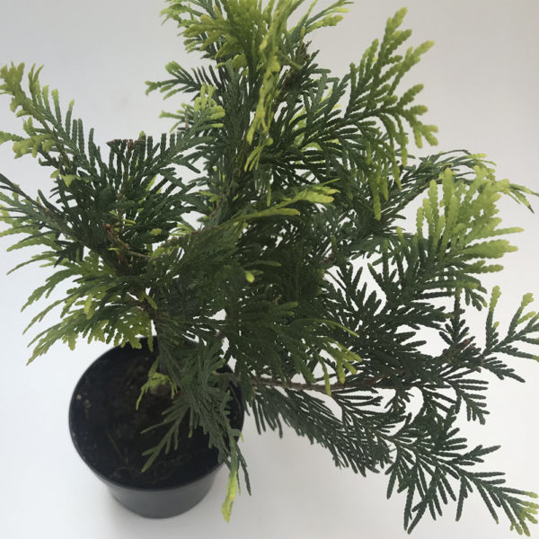 CONIFERA PEQUEÑA - Imagen 2