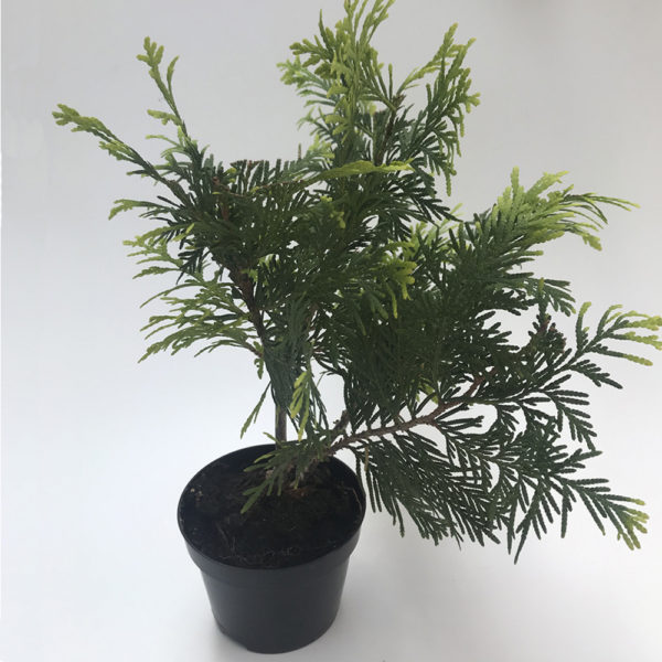 CONIFERA PEQUEÑA