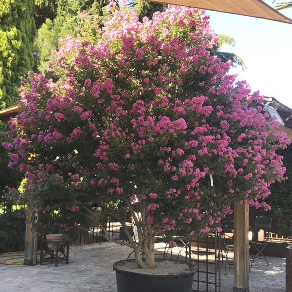 LAGERSTROEMIA INDICA (Árbol de Júpiter)