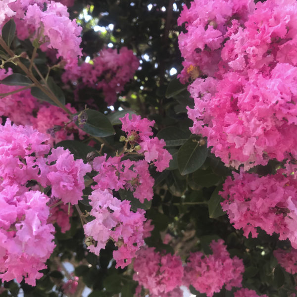 LAGERSTROEMIA INDICA - Imagen 3