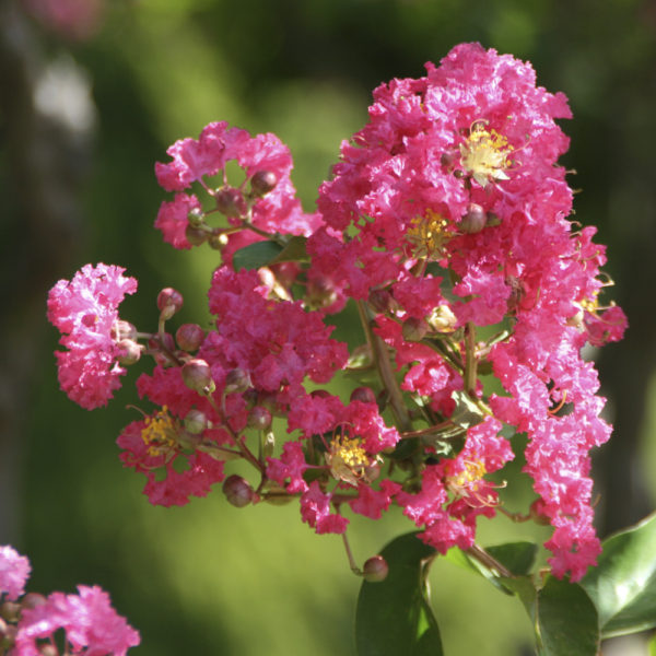 LAGERSTROEMIA INDICA