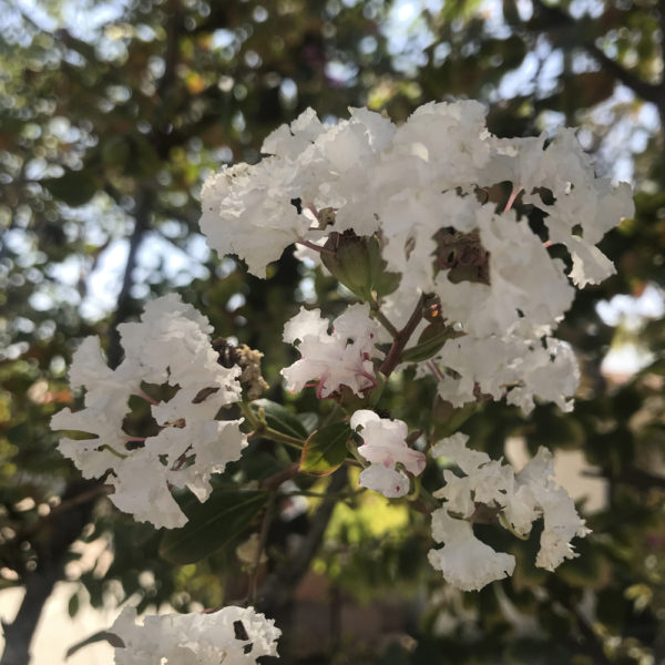 LAGERSTROEMIA INDICA - Imagen 2