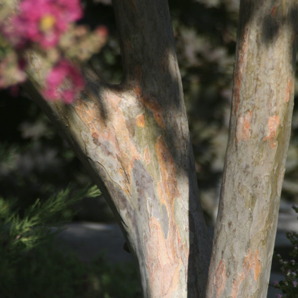 LAGERSTROEMIA INDICA (Árbol de Júpiter) - Imagen 3