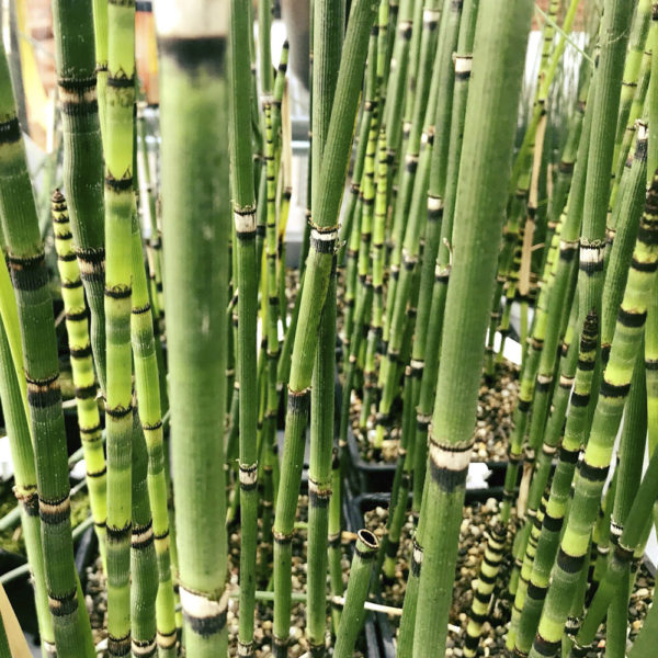 EQUISETUM HYEMALE