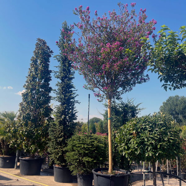 LAGERSTROEMIA INDICA (Árbol de Júpiter) - Imagen 6