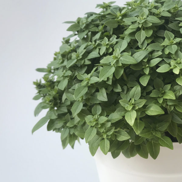 OCINUM BASILICUM, albahaca - Imagen 2