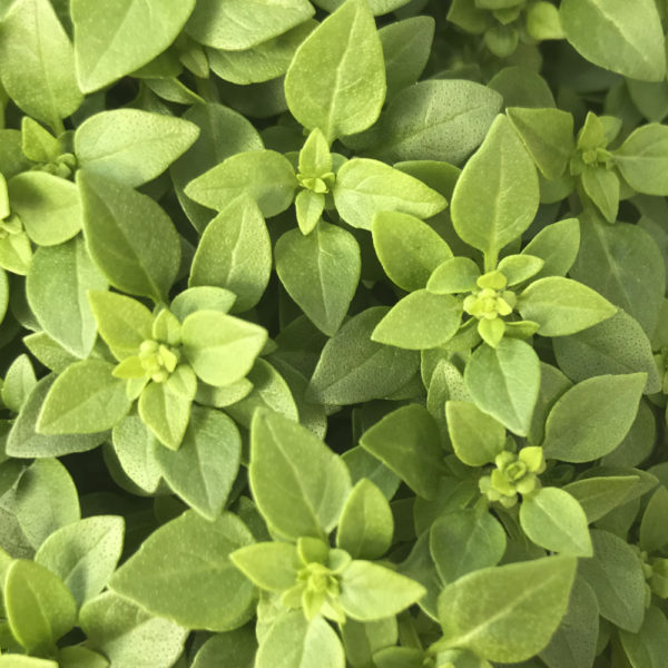 OCINUM BASILICUM, albahaca - Imagen 3