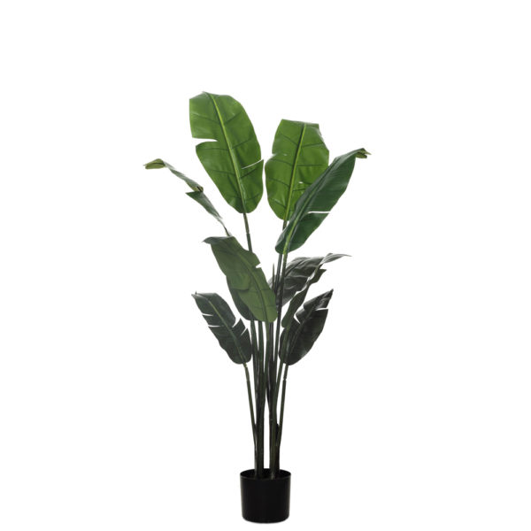 BANANERA - Imagen 3