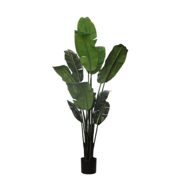 BANANERA - Imagen 2