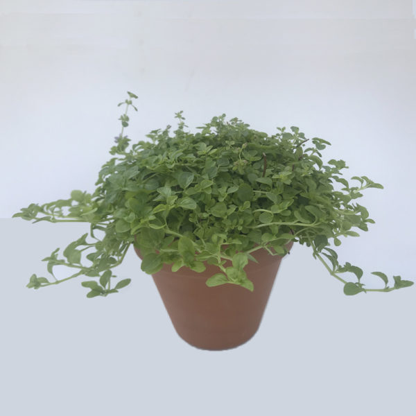 MENTHA PULEGIUM, poleo o menta poleo