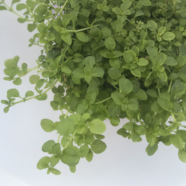 MENTHA PULEGIUM, poleo o menta poleo - Imagen 2