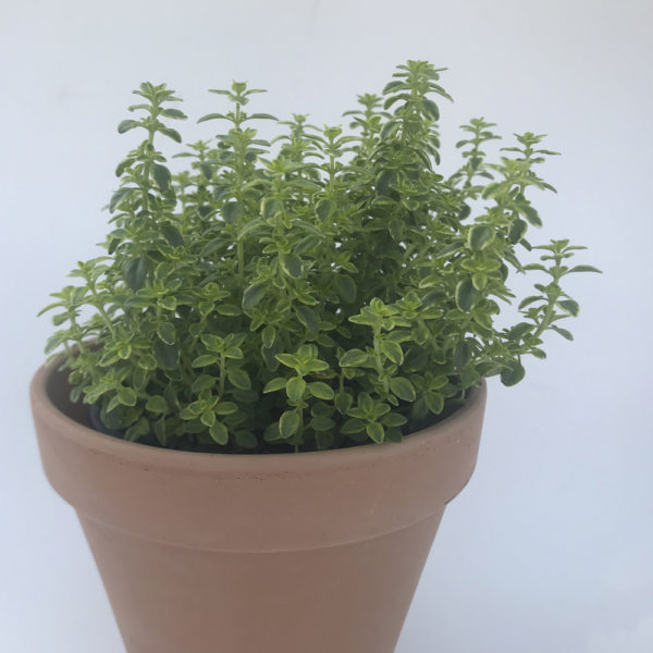 THYMUS CITRIODORUS AUREOVARIEGATA, tomillo limón - Imagen 2