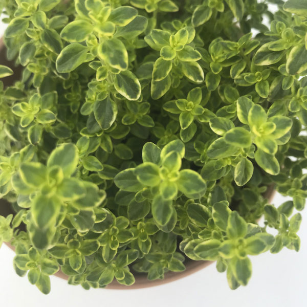 THYMUS CITRIODORUS AUREOVARIEGATA, tomillo limón