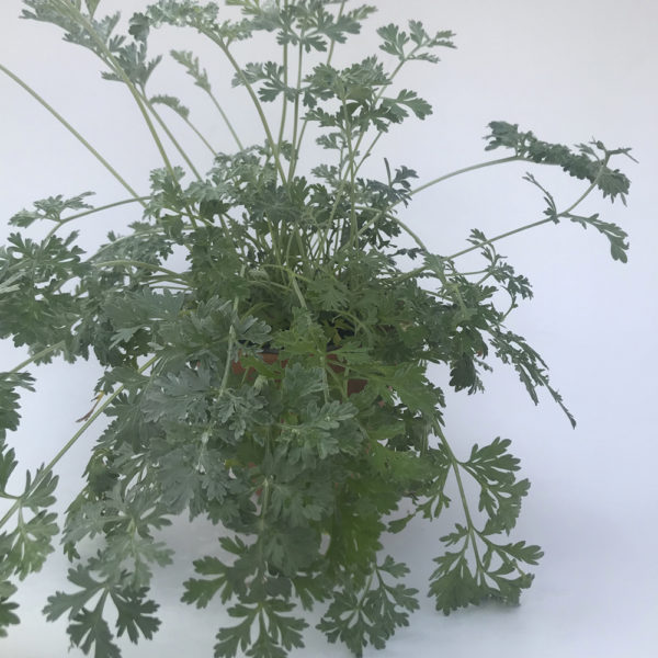 ARTEMISIA ABSINTHIUM