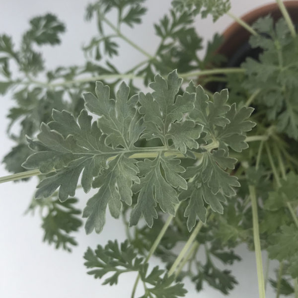 ARTEMISIA ABSINTHIUM - Imagen 2