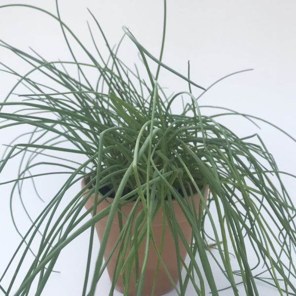 ALLIUM SCHOENOPRASUM, cebollino