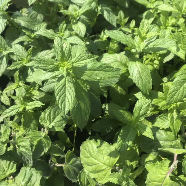 MENTHA SATIVA, hierbabuena - Imagen 2