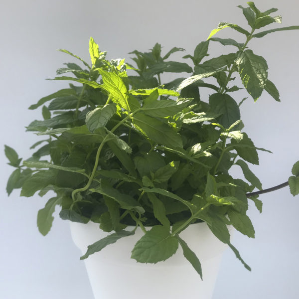 MENTHA SATIVA, hierbabuena