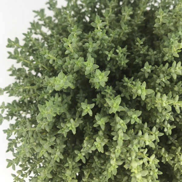 THYMUS VULGARIS, tomillo salsero - Imagen 3