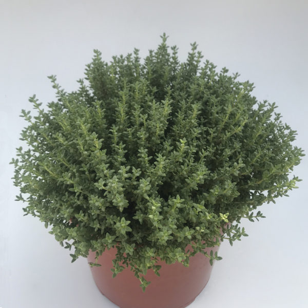 THYMUS VULGARIS, tomillo salsero