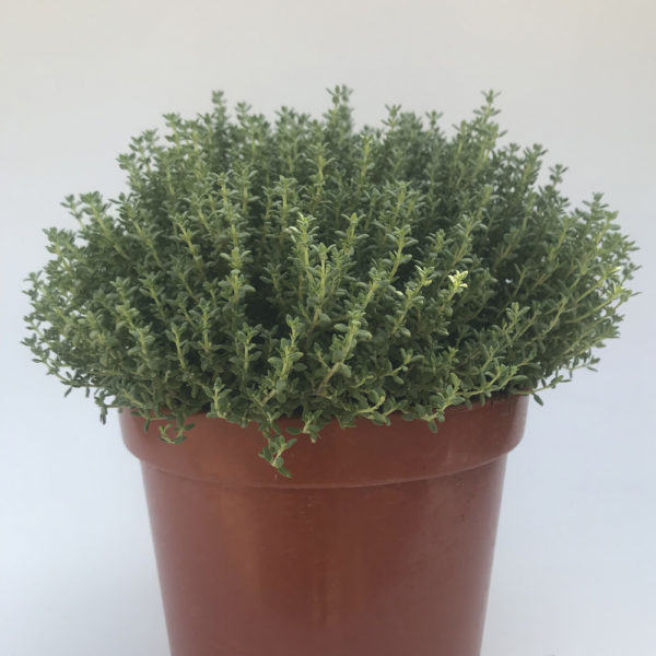 THYMUS VULGARIS, tomillo salsero - Imagen 2
