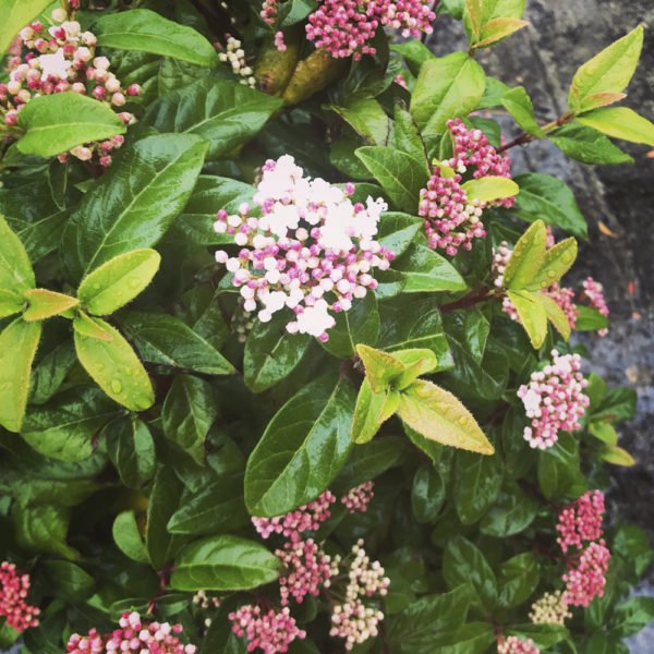 VIBURNUM TINUS- DURILLO (TALLO) - Imagen 3