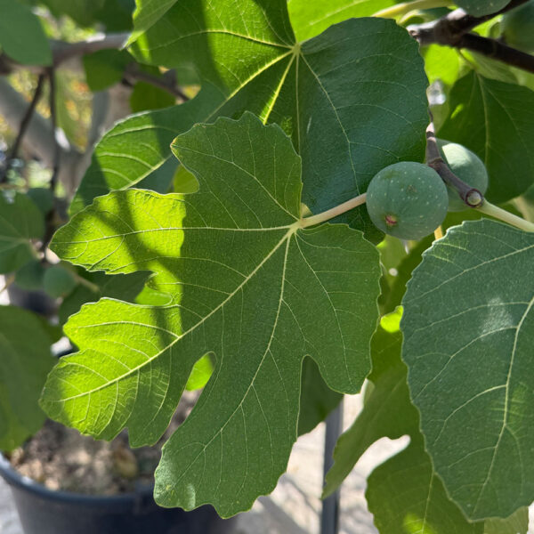 FICUS CARICA, HIGUERA - Imagen 2