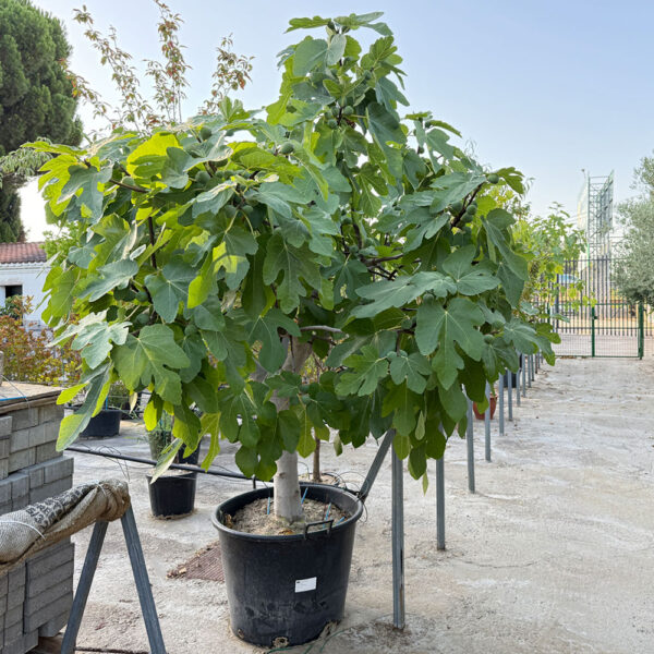 FICUS CARICA, HIGUERA