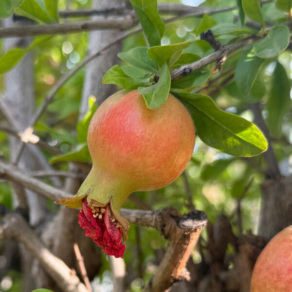 PUNICA GRANATUM, GRANADO