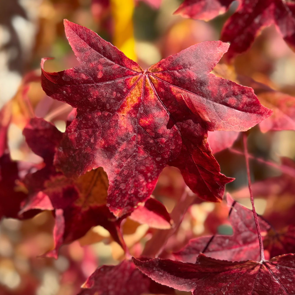 LIQUIDAMBAR STYRACIFLUA - Imagen 8