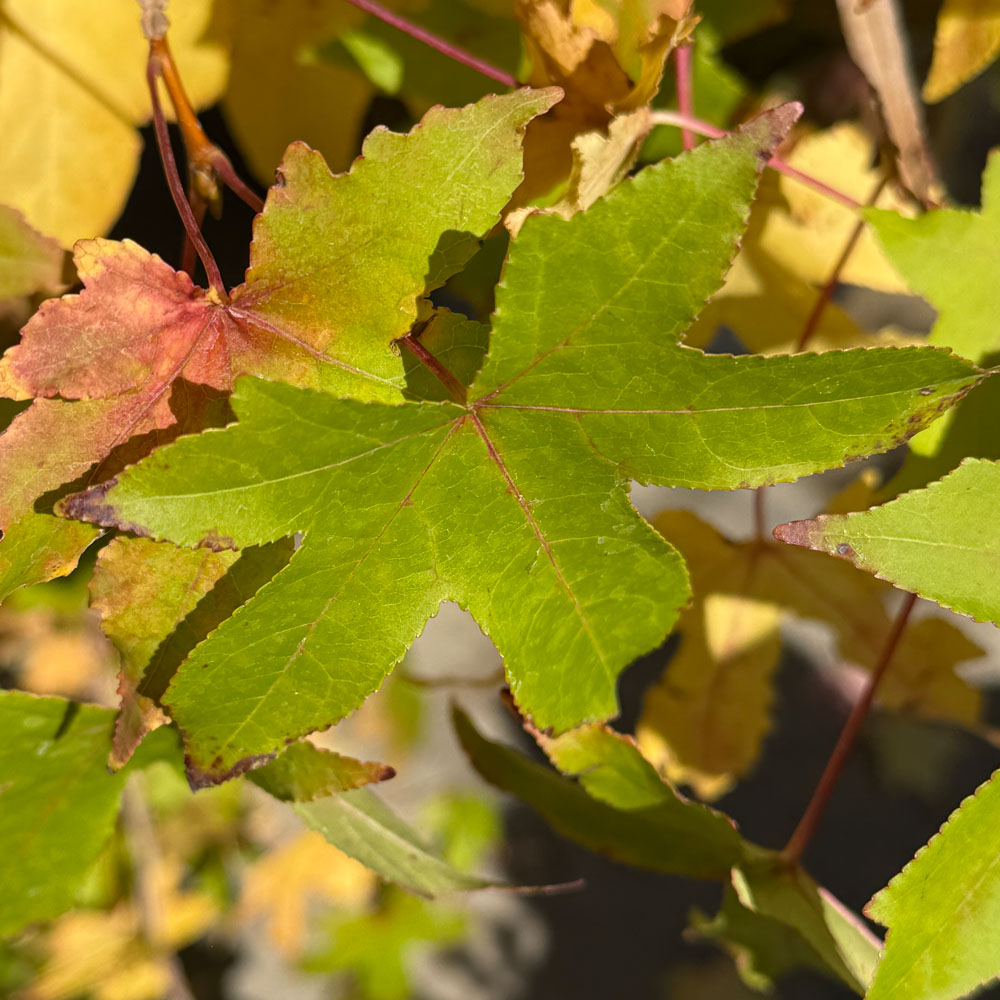 LIQUIDAMBAR STYRACIFLUA - Imagen 7