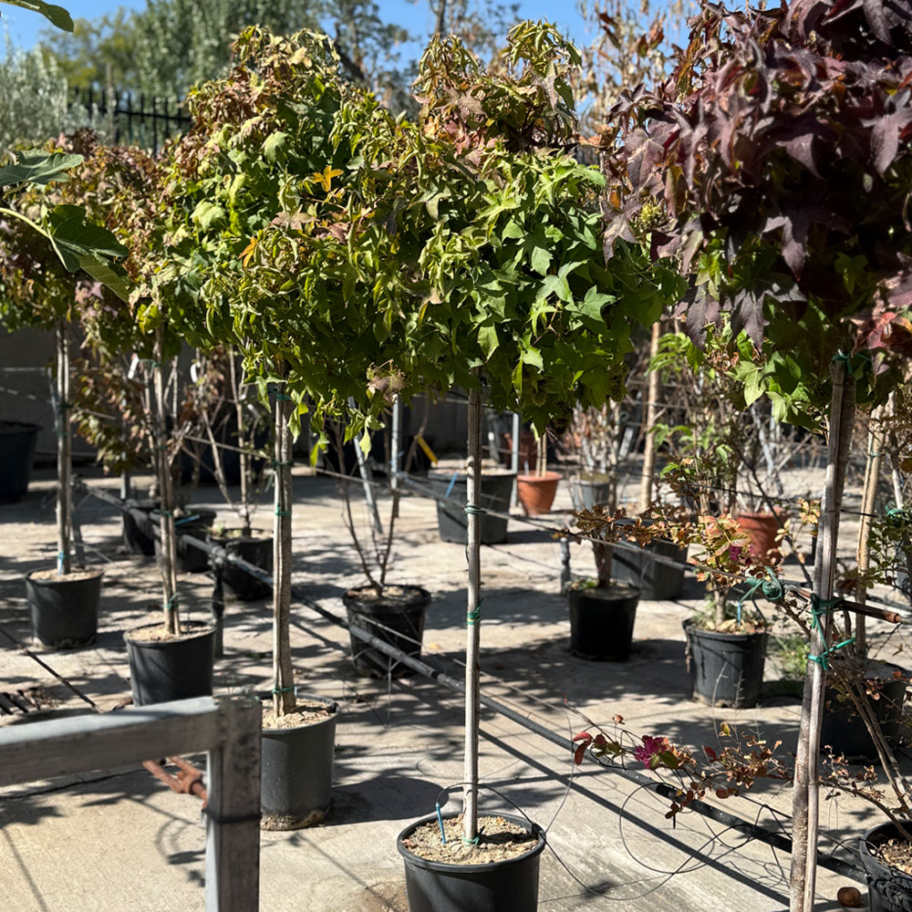 LIQUIDAMBAR STYRACIFLUA - Imagen 6