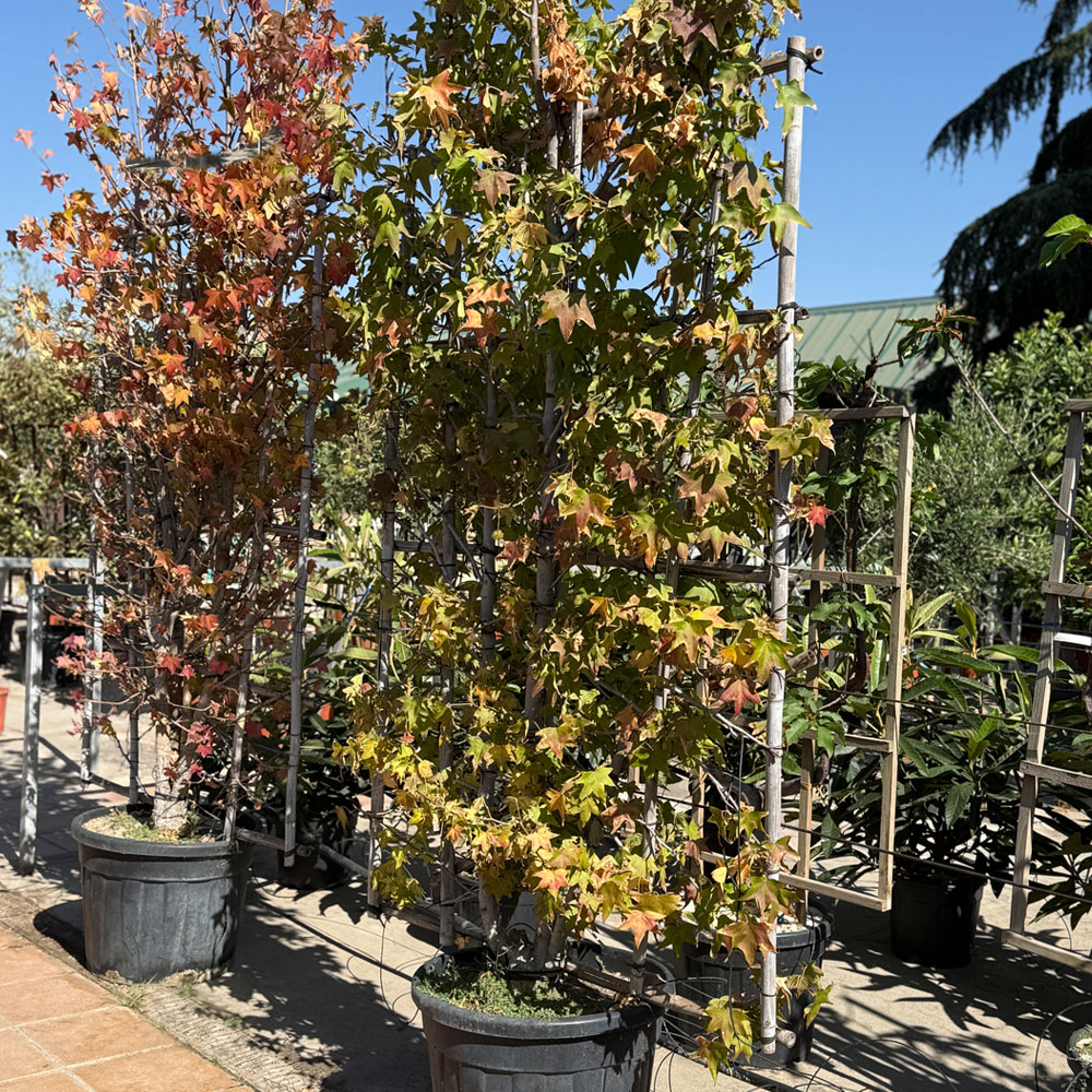 LIQUIDAMBAR STYRACIFLUA - Imagen 5