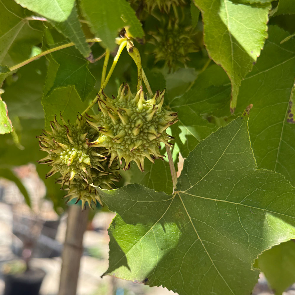 LIQUIDAMBAR STYRACIFLUA - Imagen 4