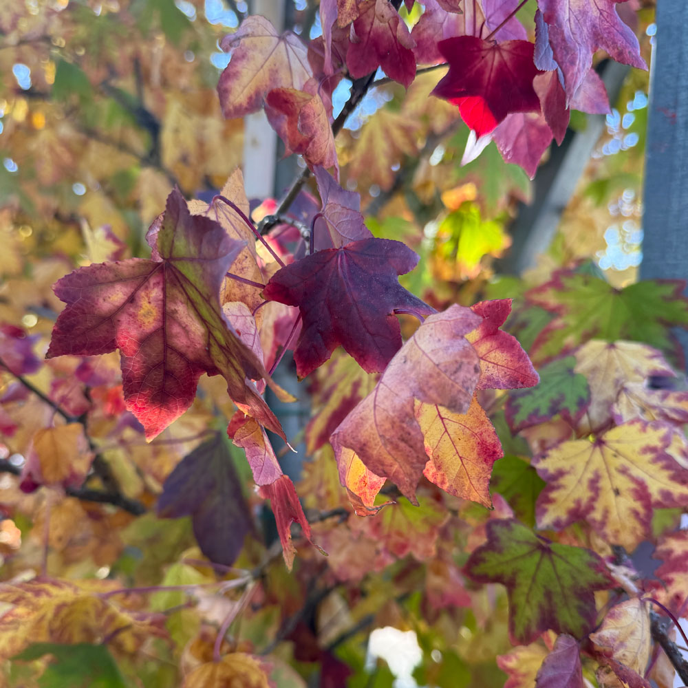 LIQUIDAMBAR STYRACIFLUA