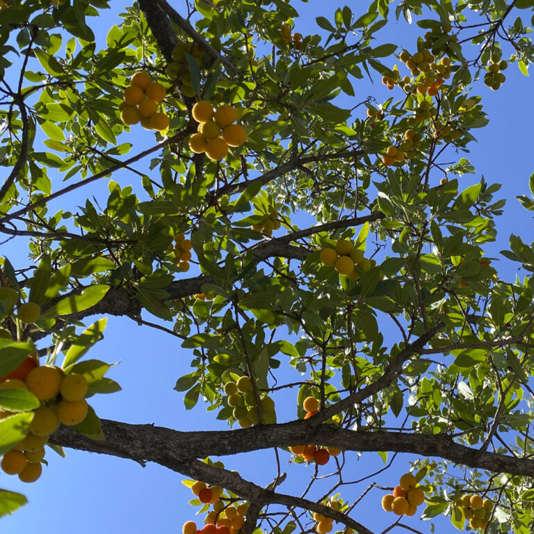ARBUTUS UNEDO, MADROÑO - Viveros Peña, Centro jardinería