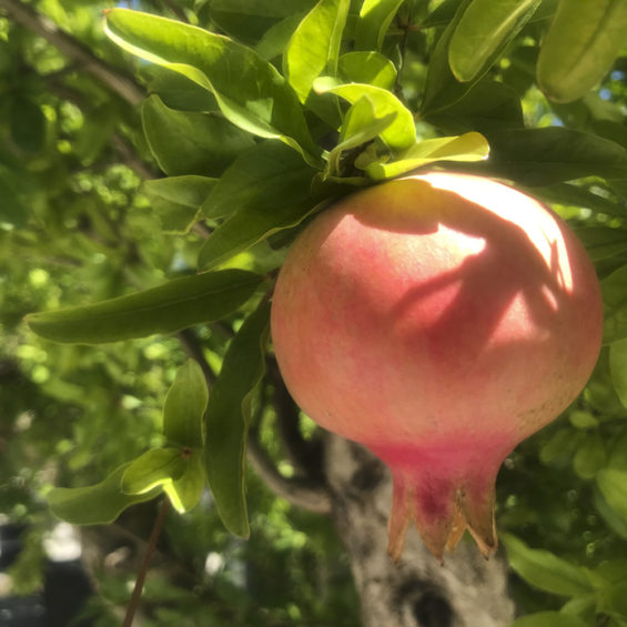 Fruto granado septiembre/octubre, granada