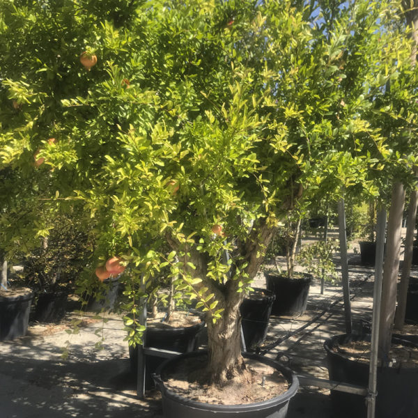 PUNICA GRANATUM, GRANADO - Imagen 3