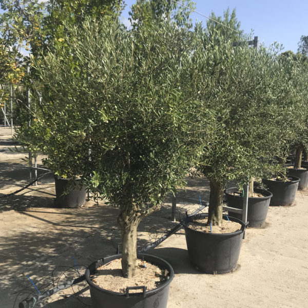 OLEA EUROPAEA, OLIVO